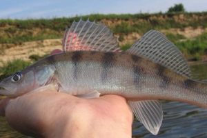 Buritelj - isključivo ruska riba Buritelj - isključivo ruska riba